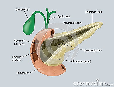 The Pancreas Stock Photo