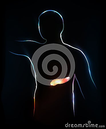 Pancreas Vector Illustration