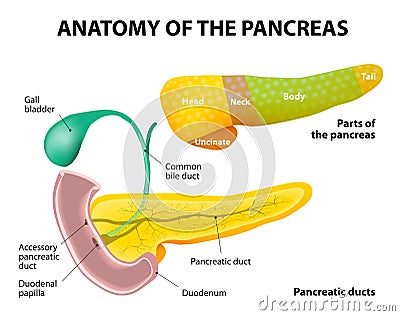 Pancreas Anatomy. labeled Vector Illustration