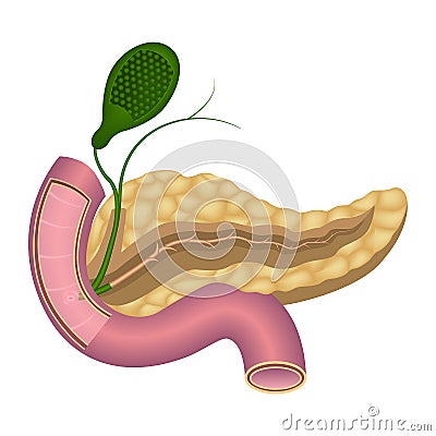 Pancreas anatomy. Main duct and large papilla. Vector Illustration