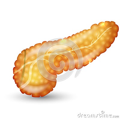 Pancreas Vector Illustration