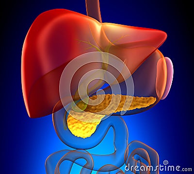 Pancreas Cross Section Real Human Anatomy - on blue background Stock Photo