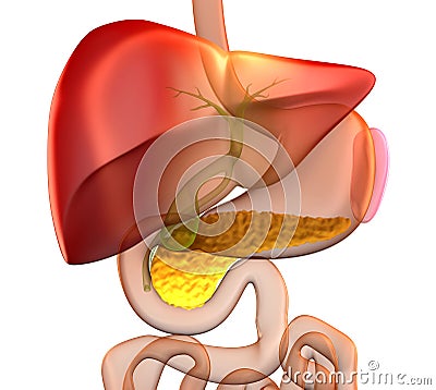 Pancreas Cross Section Real Human Anatomy - isolated on white Stock Photo