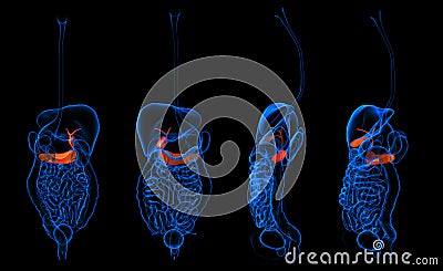 pancreas Stock Photo