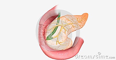 The pancreas is a digestive organ that helps break down food and Stock Photo