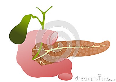 Pancreas, duodenum and gall bladder Vector Illustration