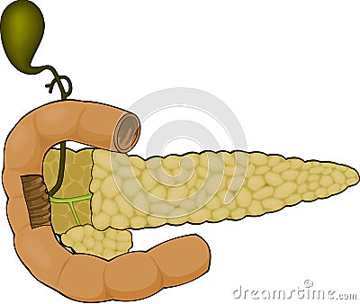 Pancreas, duodenum and gall-bladder Vector Illustration