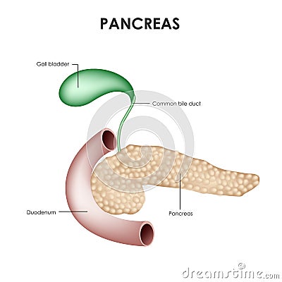 Pancreas, duodenum and gallbladder. Realistic medical illustration. Vector Illustration