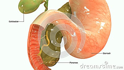 Pancreas Stock Photo