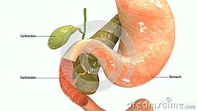 Pancreas Stock Photo