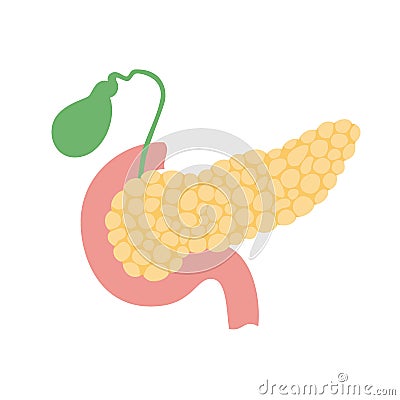 Pancreas and gallbladder Vector Illustration