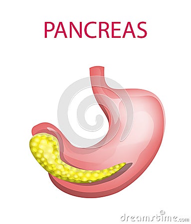 PANCREAS and GASTER Vector Illustration