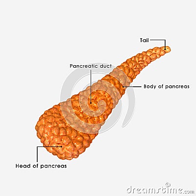 Pancreas Stock Photo