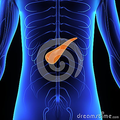 Pancreas Stock Photo