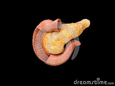 Pancreas, human anatomy, on a black background, infographics, Medical illustration of the internal organs, 3D render Cartoon Illustration