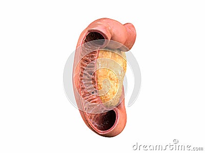 Pancreas, human anatomy, side view, white background, duodenum, 3D render Cartoon Illustration