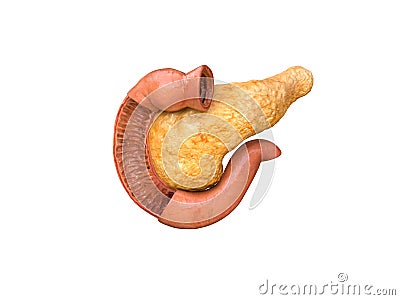 Pancreas, human anatomy, on a white background, infographics, Medical illustration of the internal organs, 3D render Cartoon Illustration