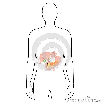 Pancreas an human body Vector Illustration