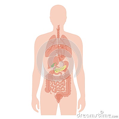 Pancreas an human body Vector Illustration