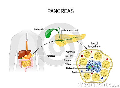 Pancreas. Human silhouette with highlighted internal organs. Closeup of pancreas and islets of Langerhans Vector Illustration