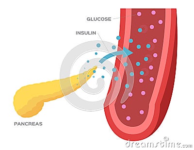 Pancreas and insulin in blood Vector Illustration