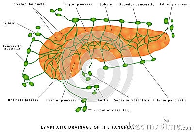 Pancreas - lymphatic drainage Vector Illustration