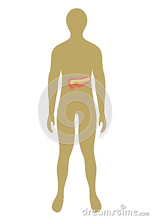 Pancreas on the silhouette of men Vector Illustration