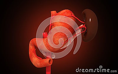 Pancreas and spleen Cartoon Illustration