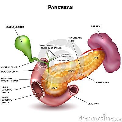 Pancreas and surrounding organs Vector Illustration