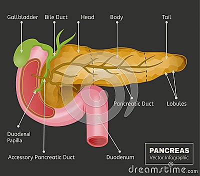 Pancreas Vector Image Vector Illustration