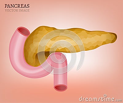 Pancreas Vector Image Vector Illustration