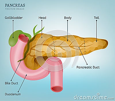 Pancreas Vector Image Vector Illustration