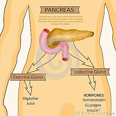 Pancreas Vector Image Vector Illustration