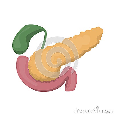 Pancreas vector isolated. Human internal organ concept Cartoon Illustration