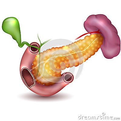 Pancreas on white Vector Illustration
