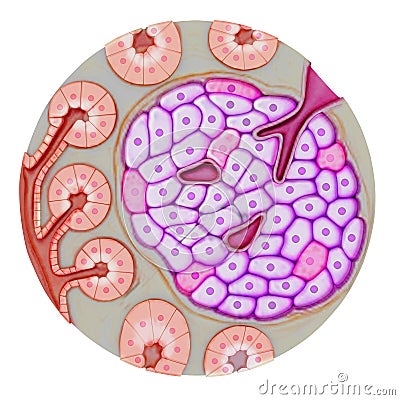 Pancreatic gland Stock Photo