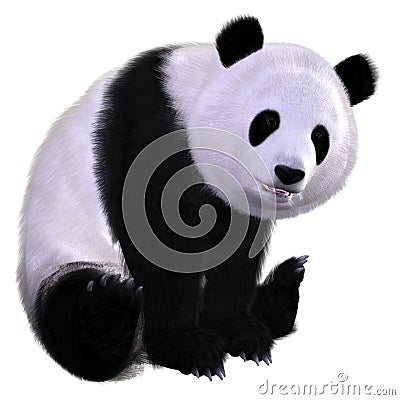 Panda Stock Photo