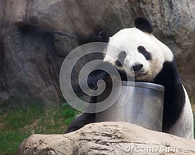 Panda Stock Photo