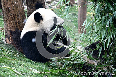 Panda Stock Photo