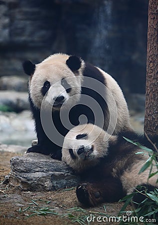 Panda Stock Photo