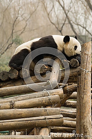 Panda Stock Photo