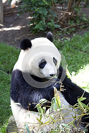 Panda baby Bear Stock Photo