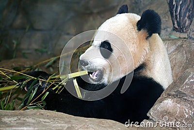 Panda Bear Stock Photo