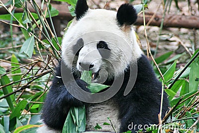 PANDA BEAR Stock Photo