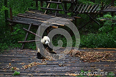 Panda bear: arguably the icon of Chengdu, or even Sichuan Province. Though considered as carnivore, it eats mostly bamboo (over 9 Stock Photo