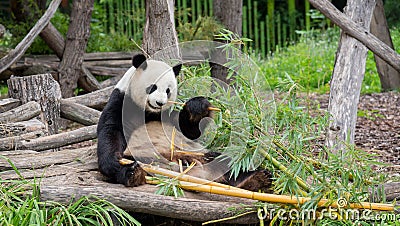 Panda bear at the Berlin zoo Editorial Stock Photo