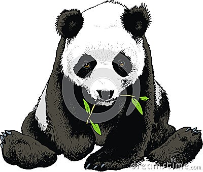 Panda bear is eating bamboo Vector Illustration