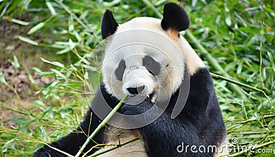 Panda bear eating bamboo Stock Photo