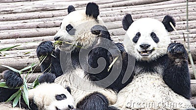 Panda Bear eating bamboo, Giant Panda Bears, Panda Research Center Chengdu, China Stock Photo