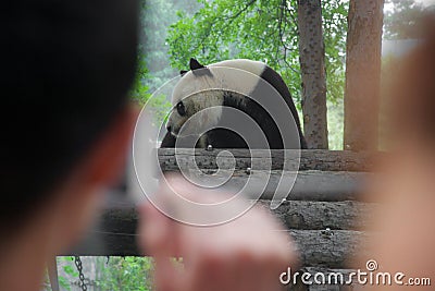 Panda bear watched by out of focus people Stock Photo